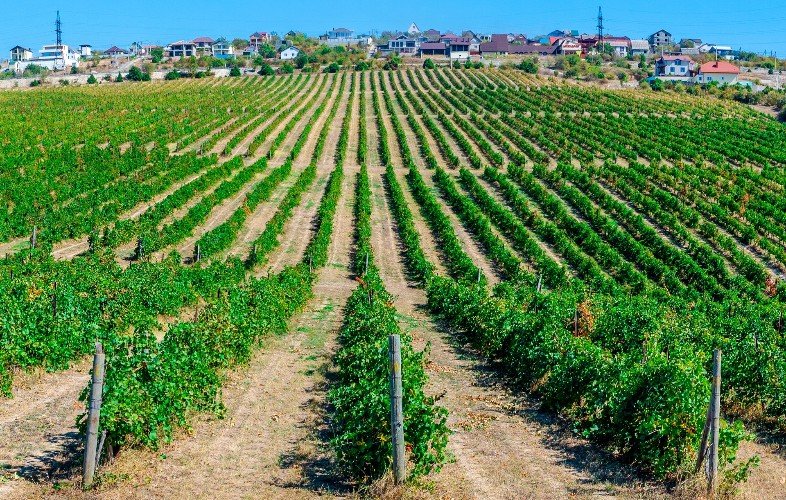 вид на виноградники