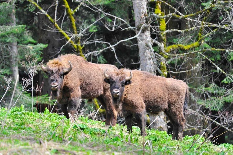 Зубры в заповеднике