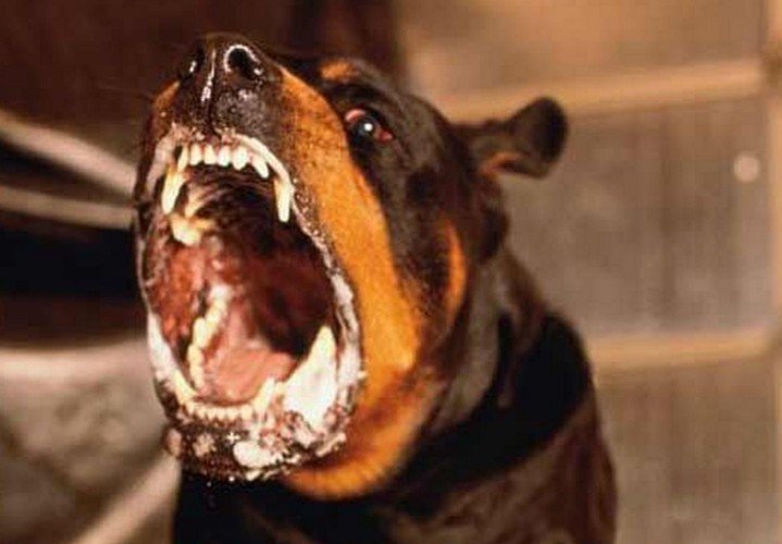 Бешеная собака