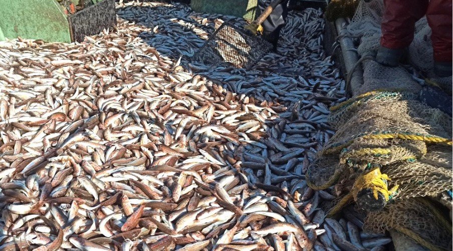 рабка лежит в сетях