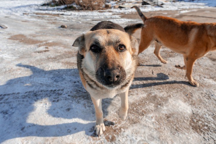Собачья морда смотрит в камеру