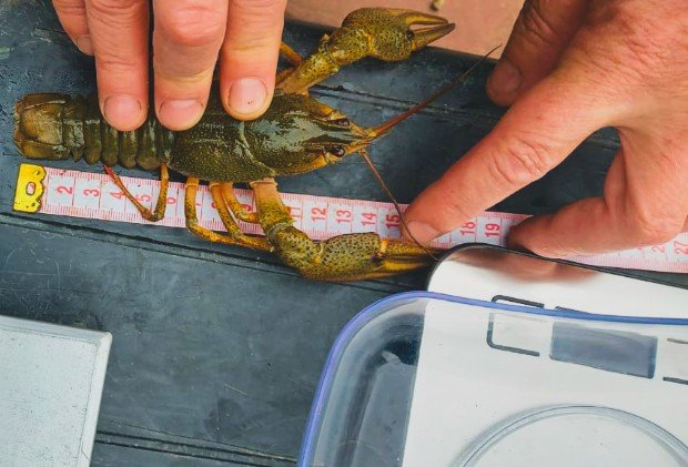 Замер величины раков