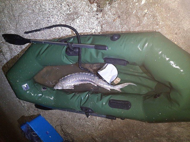 Осетр пойманный браконьером