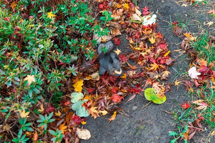 белка сидит в листве