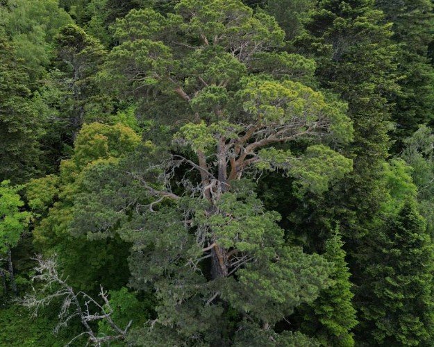 Заповедный черкесский лес