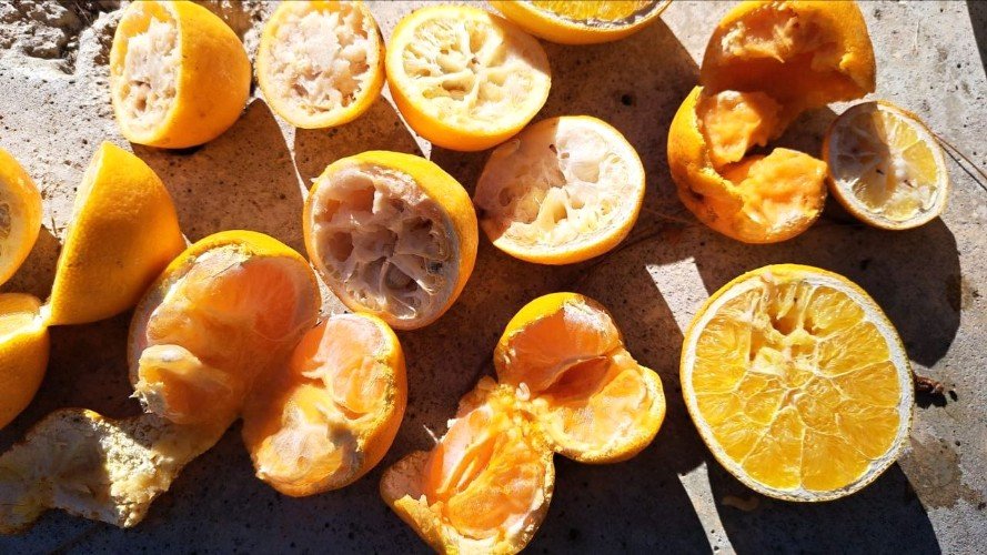 испорченные фрукты лежат на столе