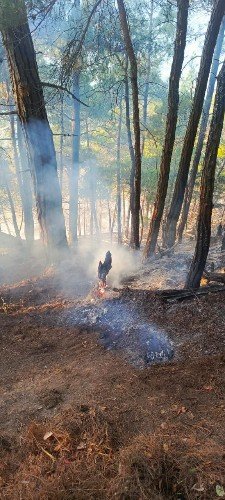 Площадь лесного пожара под Геленджиком выросла до 1 га
