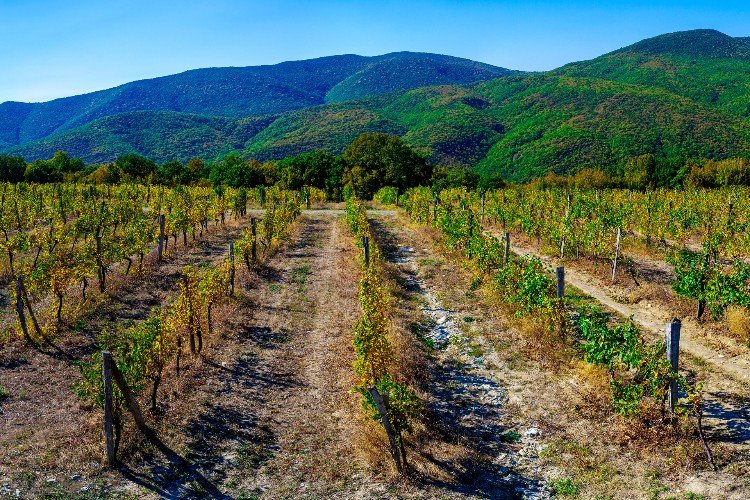 Виноградник