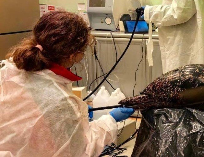 Сотрудница центра с дельфином