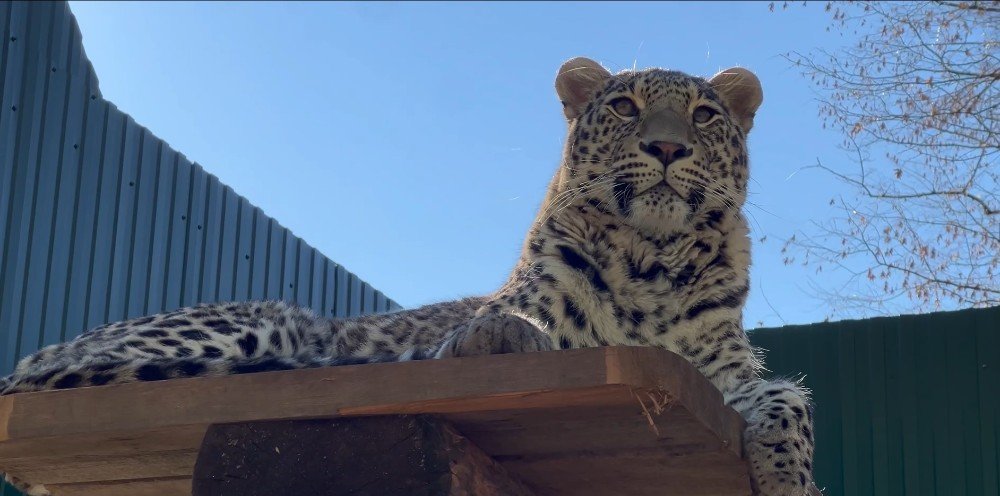 Двухлетний леопард Умка переехал в новый вольер в Сочи