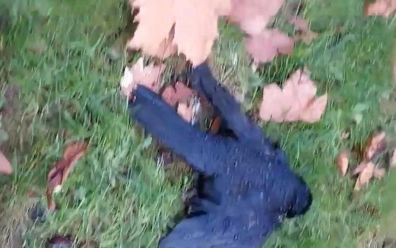 Дохлый грач в траве в Краснодаре