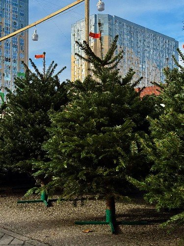 Елочные базары пустуют в Краснодаре: «цены гнут, а потом выбрасывают пачками»