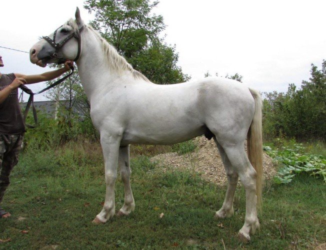 Лошадь орловской породы