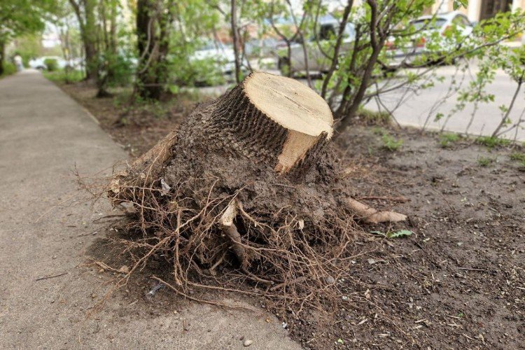 Вырубка деревьев