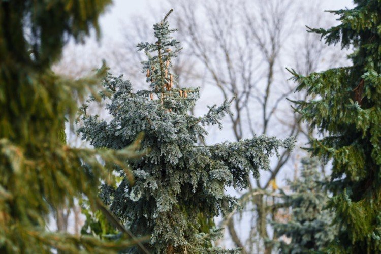 Сербские ели и атласские кедры высадили в краснодарском «Парке облаков»