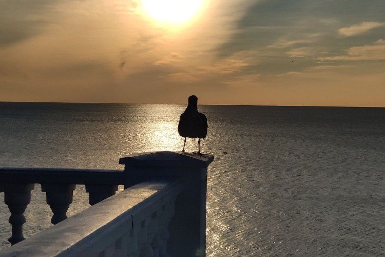 чайка сидит на фоне моря