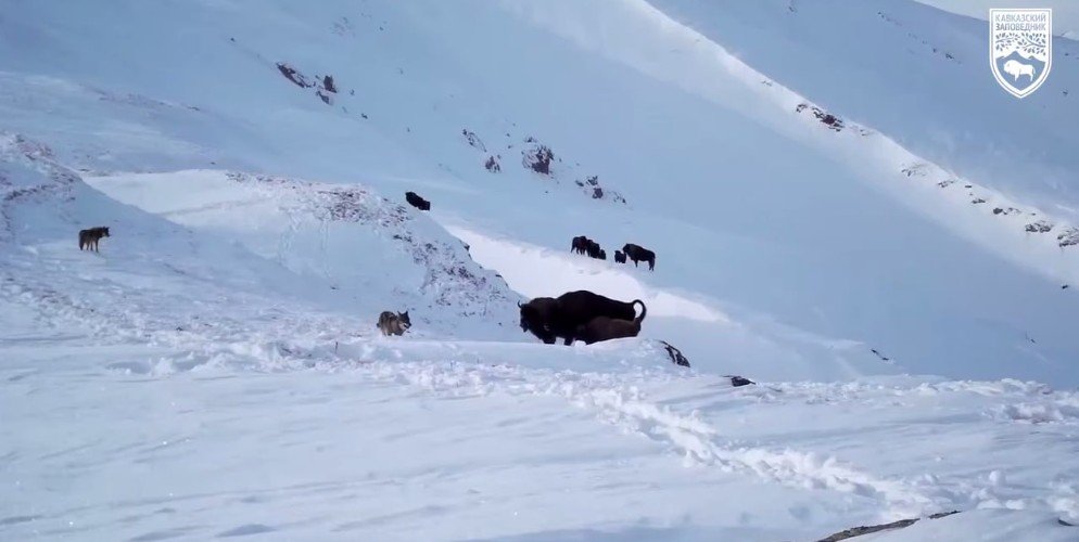 Волки охотятся на зубров