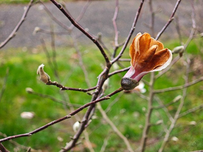 Магнолия