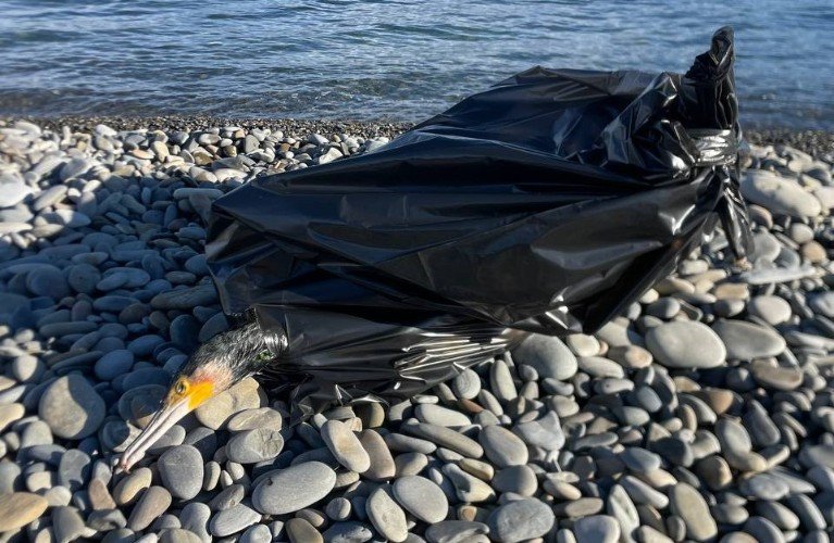 баклан лежит в мешке