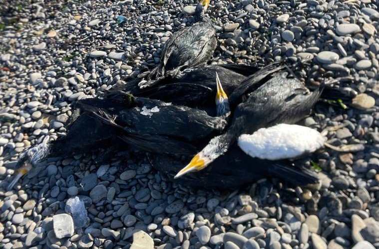 мертвые птицы лежат на берегу