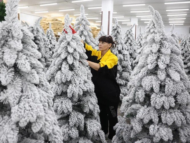 Кубанские елки от кубанского производителя