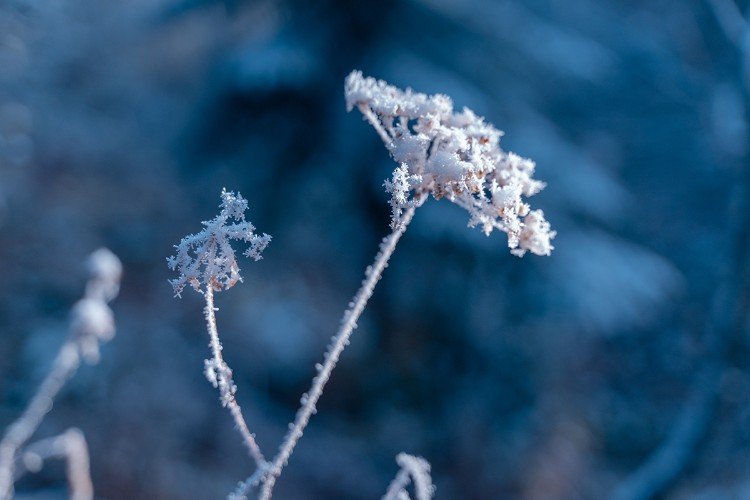 цветок замер