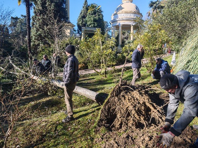 Упавшее дерево
