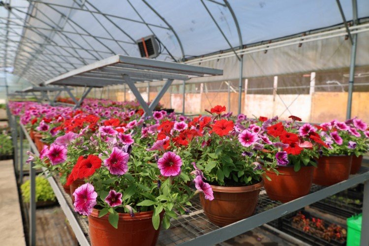 Декоративные растения из питомника