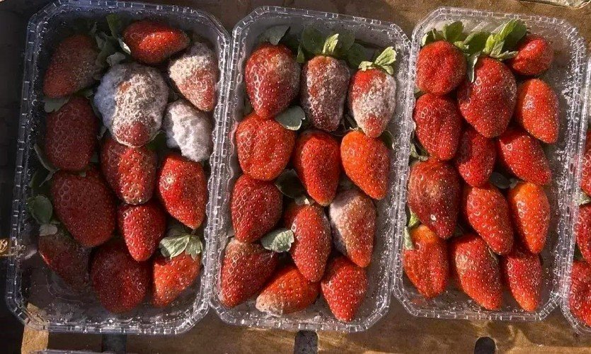 испорченная клубника лежит в лотках