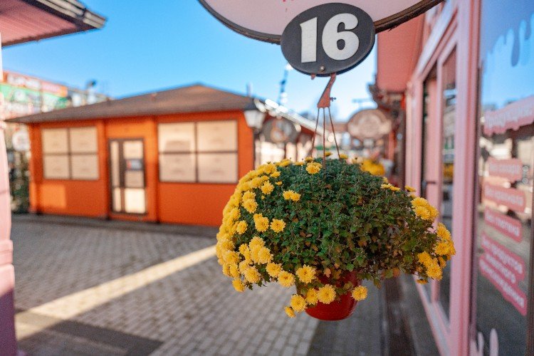 цветы в кашпо