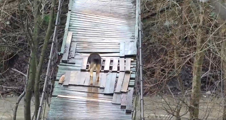 Собака идет по переправе