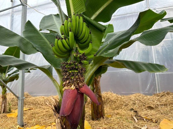 Банановое дерево растет в теплице