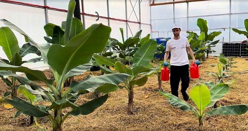 мужчина с лейками идет по теплице