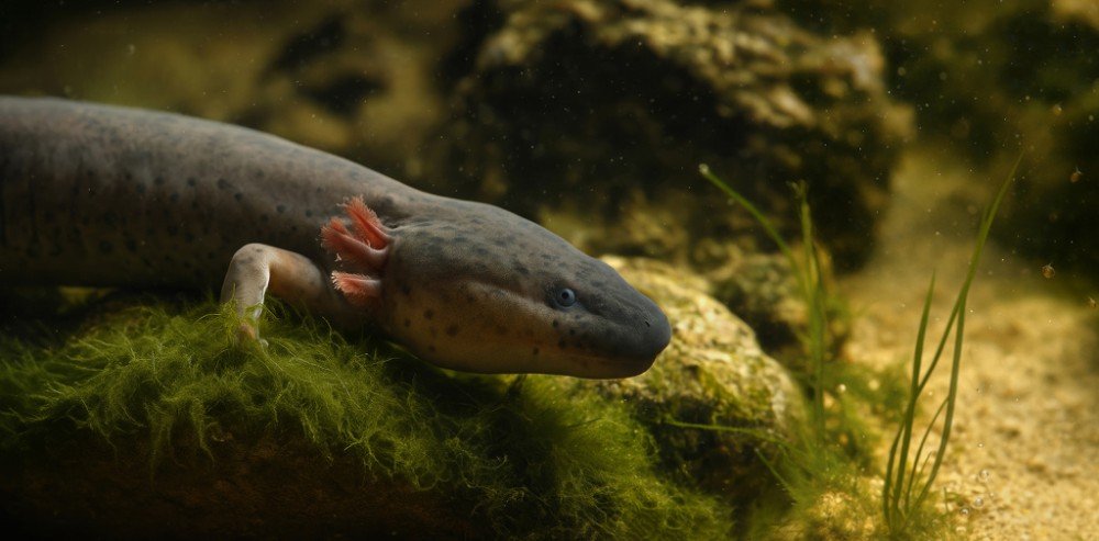 амфибия сидит в воде