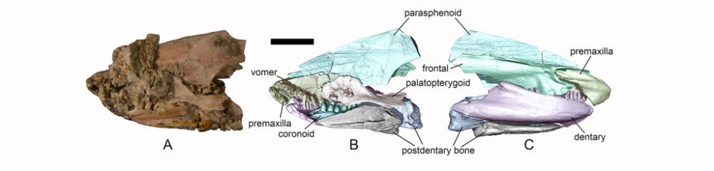 фрагменты останков животных