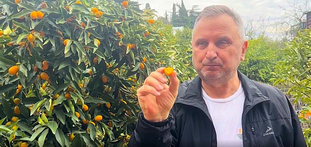 мужчина стоит у дерева с плодами