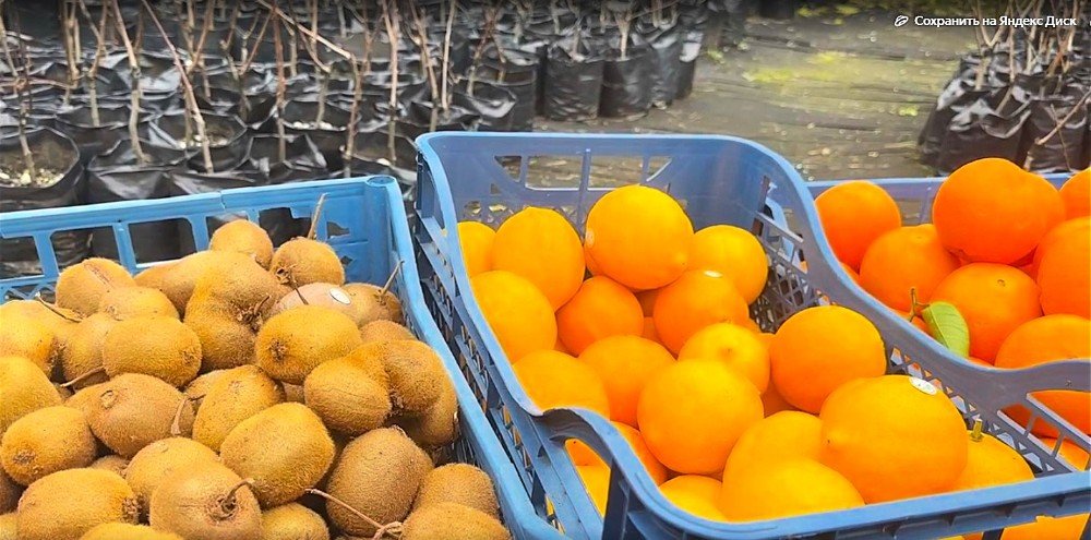 фрукты лежат в ящиках