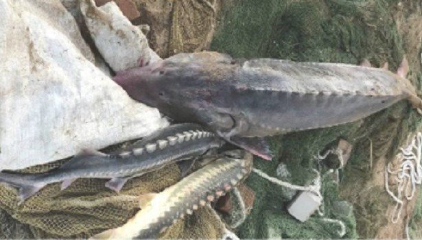 Пойманные браконьерами осетр и белуга