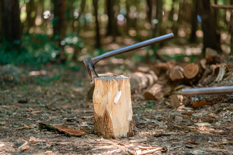 Тайная вырубка: суд рассмотрит дело о нанесении ущерба лесу на 37,5 млн рублей в Краснодарском крае