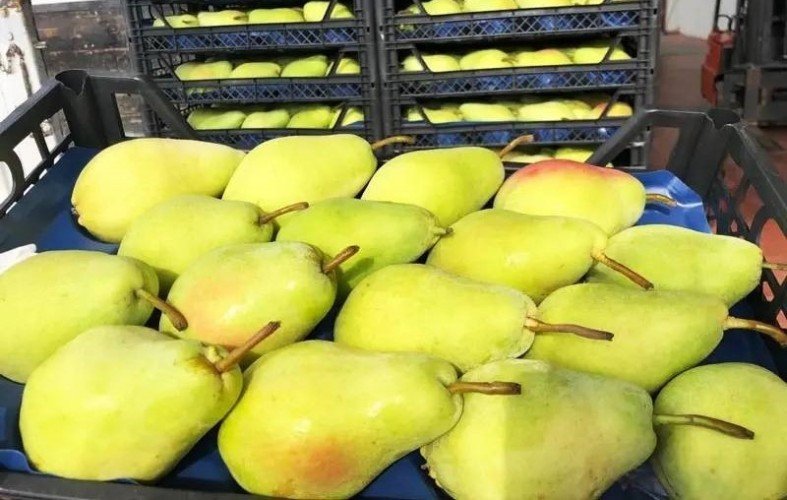 груши лежат в ящиках