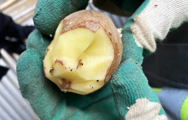 рука держит картофель с червями