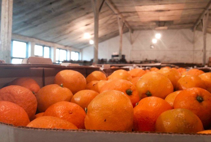 Вкусно, но опасно: зараженные мандарины пытались завезти в порт Новороссийска