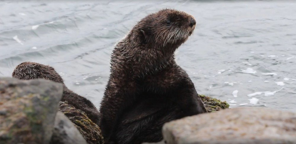 От Архангельска до Командорских островов: как в России сохраняют уникальные экосистемы, связанные с водой