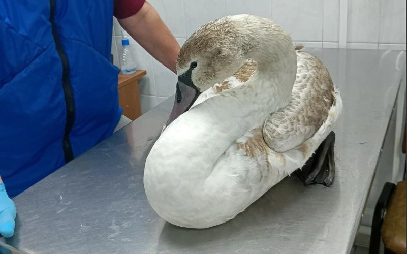 Лебедя с паразитами и анемией спасли в Геленджике