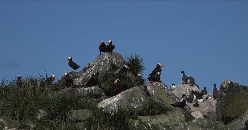 Северные птицы на Командорских островах