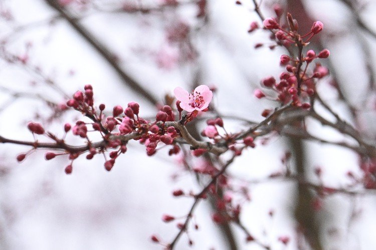 Редкая слива Нигра готовится преобразить парк «Краснодар»