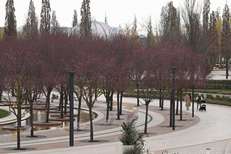 Редкая слива Нигра готовится преобразить парк «Краснодар»