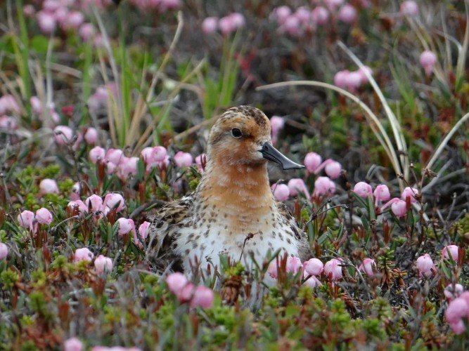 Птицы как маркер экологии: Президентский фонд природы профинансировал 157 проектов в 2026 году