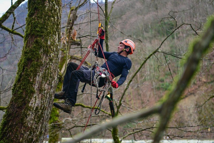 Широкомасштабную борьбу с паразитами, убивающими сочинские каштаны, развернули биологи и экологи
