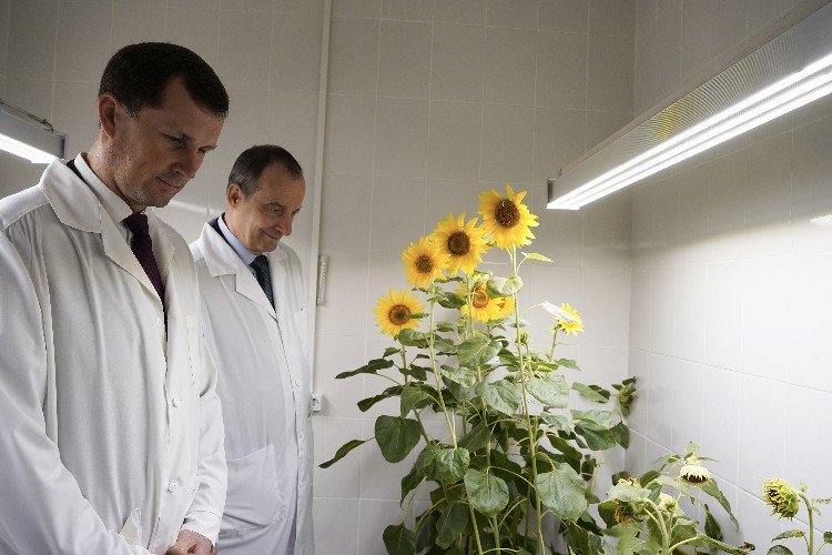 Бурлачко и Коробка над подсолнечником